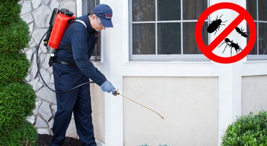 Kurucaşile Fare İlaçlama böcek ilaçlama ve haşere kontrolü — ilaclama-tr.com